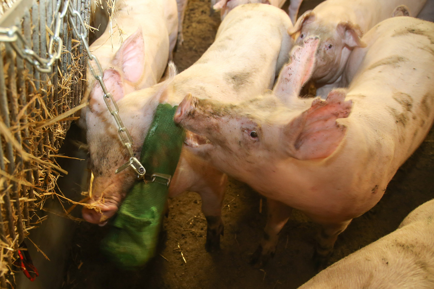 Parempi sika säkissä, kuin kaverin saparossa!